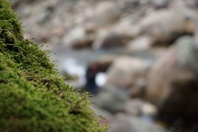 Close-up of plant