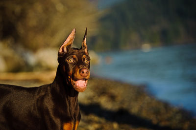 Surprised doberman pinscher on riverbank