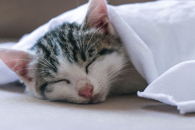 Close-up of cat sleeping on bed