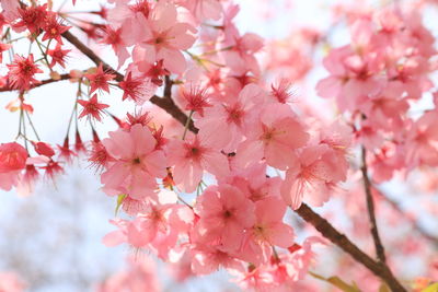 Close-up of pink cherry blossom