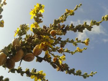 Low angle view of tree against clear sky