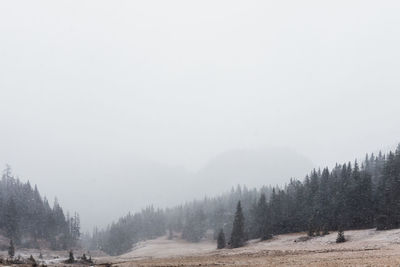 Trees in forest during winter