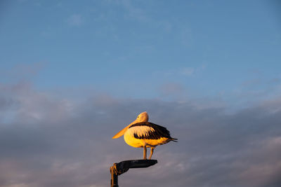 Low angle view of pelican perching on a light pole