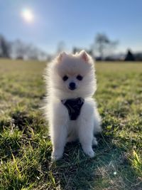 dog