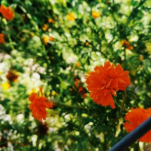 Close-up of red flowering plant