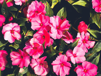 Close-up of pink flowering plants