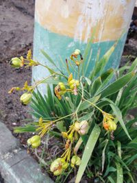 High angle view of insect on plant