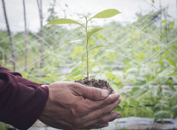 Close-up of hand holding plant