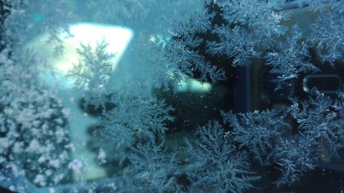 Close-up of coral in aquarium