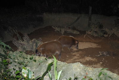 High angle view of an animal on land