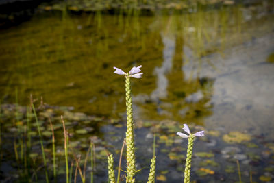 Close-up of white flowering plant against lake