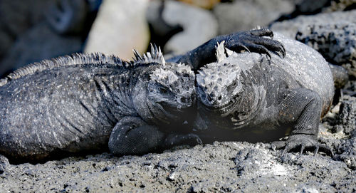 Close-up of lizard on rock