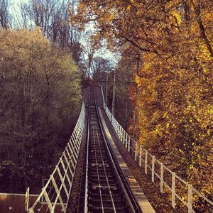 Footbridge in forest during autumn