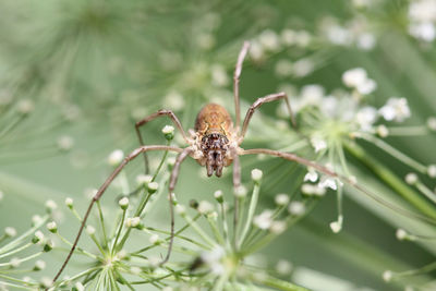 Close-up of insect on flower