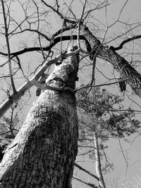 Low angle view of bird perching on bare tree