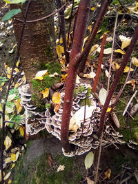 High angle view of mushrooms growing on tree trunk