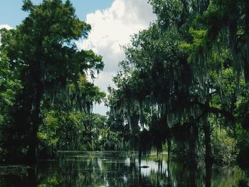 Scenic view of lake and trees against sky