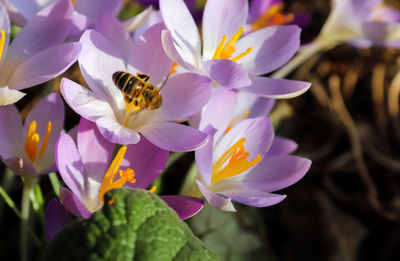 Close-up of insect on purple flower