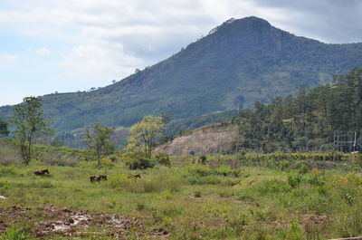 Scenic view of landscape against sky