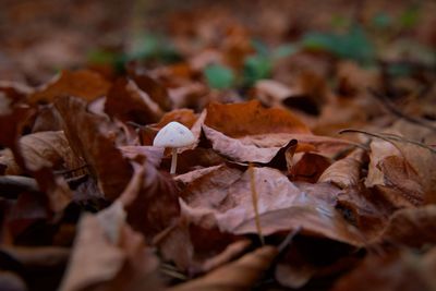 Close-up of dry leaves