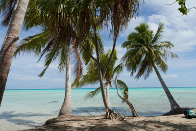 Palm trees on beach against sky