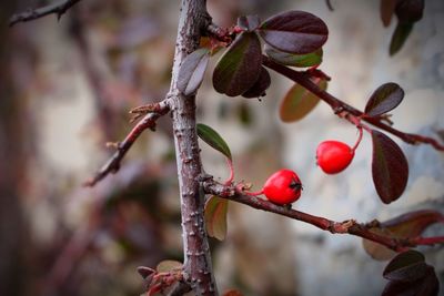 Close-up of berries growing on tree