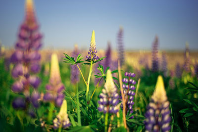 Close-up of purple flowering plants on field