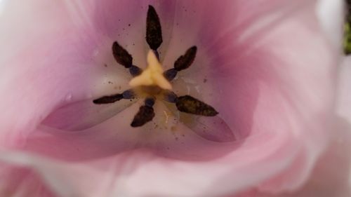 Close-up of insect on pink flower