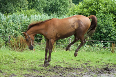 Horse jumping on field against trees