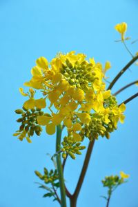 Low angle view of yellow flowering plant against clear sky