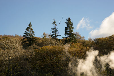 Panoramic view of trees on landscape against sky