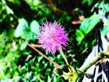 Close-up of pink flowers