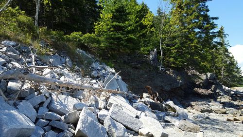 Rocks in forest