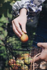 Midsection of woman holding apple