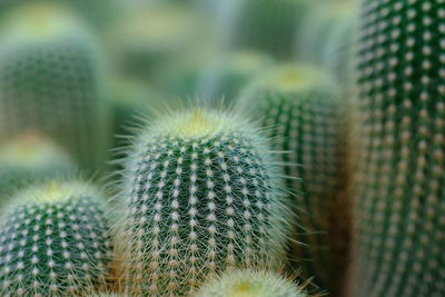 Close-up of cactus plant
