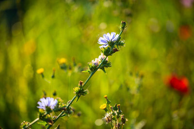 Close-up of purple flowering plant