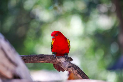 Bird perching on a branch