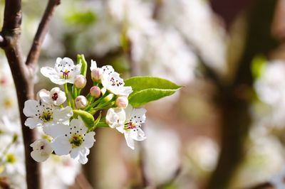 Close-up of white flowers on tree