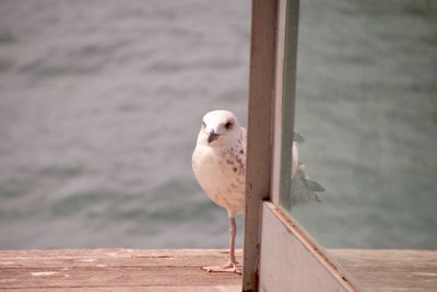 Close-up of seagull perching on wooden post