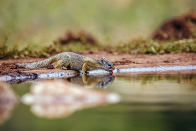 Close-up of turtle in lake