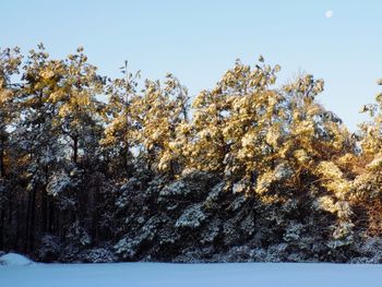 Trees against clear sky during winter