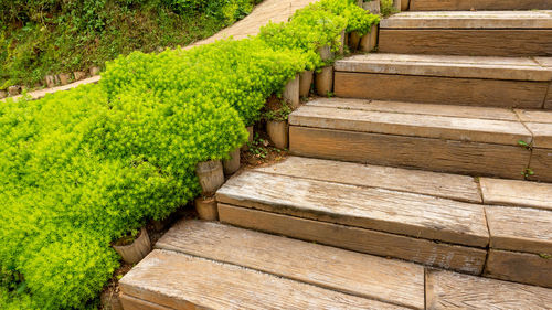 Green needle-like leaves of sedum angelina plant or stonecrop groundcover plant beside wooden stair