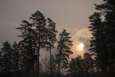 Trees in forest against sky