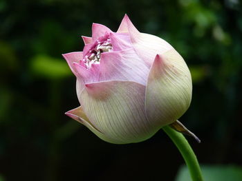 Close-up of pink rose