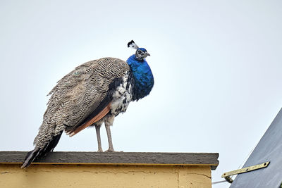 Low angle view of a bird