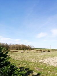 Scenic view of field against blue sky