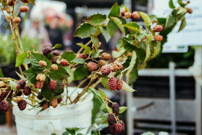 Close-up of potted plant