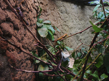 Close-up of lizard on tree