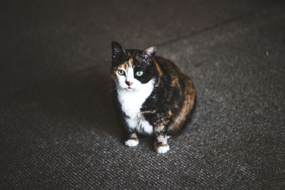 High angle portrait of cat sitting on floor