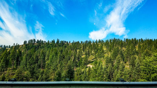 Scenic view of forest against blue sky
